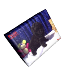 Miniture Poodle For Sale