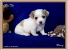 Mal Chi Puppies For Sale. Maltese Chihuahua Designer Breed.
