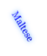 Maltese

